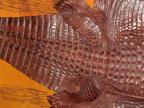 Close up detail of the crocodile skin in Confrontation by Beatrix Bosch